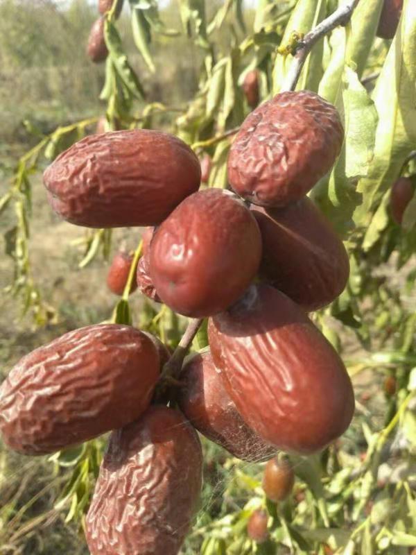 廣州市布哈列貿(mào)易公司