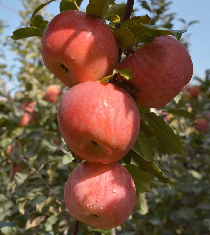 廣州市布哈列貿(mào)易公司