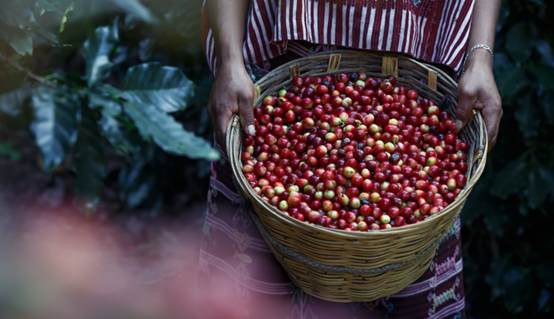 2020云南咖啡生豆大賽兩岸共33個站點即將火熱開賽！